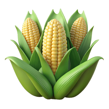 extraordinary vintage Corn Field Green Stalks Ripe Ears Transparent Background professional png