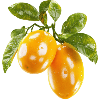 Branch with ripe golden kumquats and lush green leaves hanging naturally png