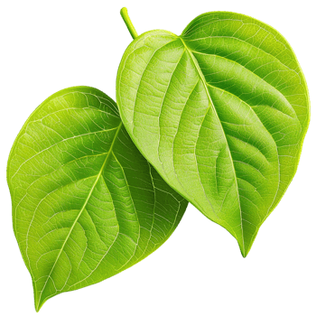 green leaves with visible veins and a vibrant natural color png