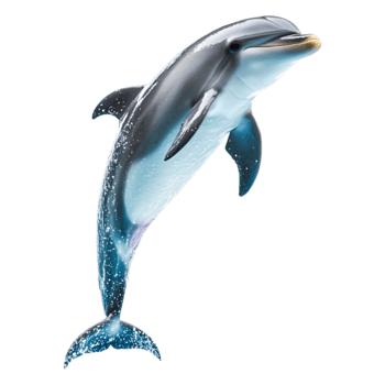 Vibrant Dolphin Leaping Above Ocean Surface Against Clear Blue Sky png