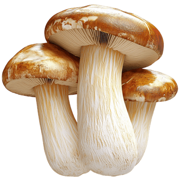 Large king oyster mushrooms with thick stems and broad caps png