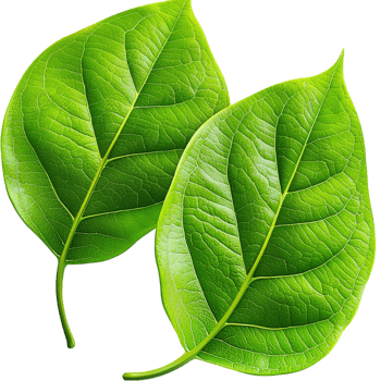 Two green leaves with visible veins and a natural texture png