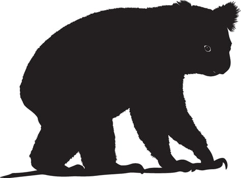 Koala Walking Slow steps on the ground, body low, paws stepping gently, black silhouette . vector