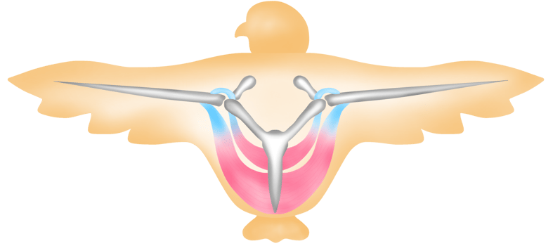 Bird bones, muscles and wings structure png