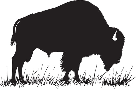 Bison Grazing Head down, body slightly bent, grazing on grass or plants. full length silhouette black illustration vector