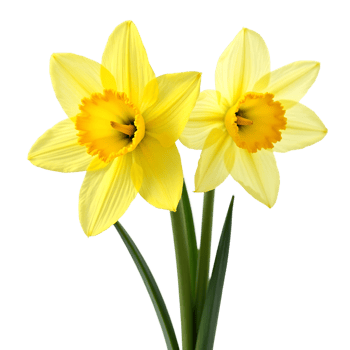 Stunning Daffodil Flower Ideal for Digital Print Projects png