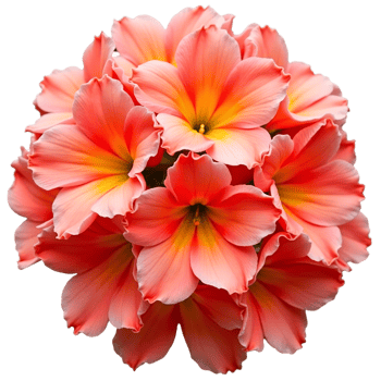 Stunning Orange Dahlia Blooms Isolated Floral Stock Image png
