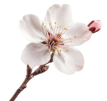 Branch with spring cherry flower png