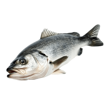Fresh sea bass isolated on a dark backdropisolated on transparent background png