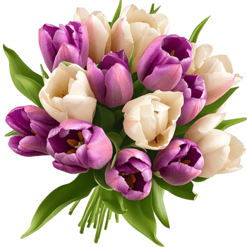 Lovely bouquet of tulips in shades of pink white and purple png