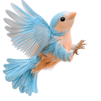 Bluebird in midflight spread wings and a delicate pose png