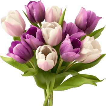 bouquet of purple and white tulips vibrant green leaves png