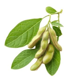 Freshly harvested soybean plant with green pods and leaves on a transparent background, Soybean isolated png