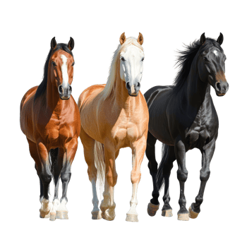 Three majestic horses of different breeds stand together on a pure transparent background showcasing their beauty and strength, horses isolated on transparent background png