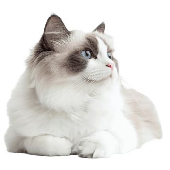 A graceful Ragdoll cat resting elegantly, showcasing its fluffy coat and striking blue eyes in a serene indoor setting, Graceful Ragdoll Cat Showcasing Its Full Body on transparent background png