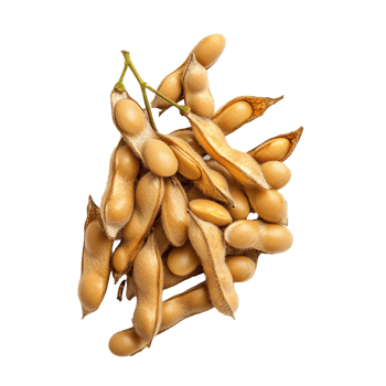A cluster of fresh soybeans with pods displayed against a bright transparent background, Group of coffee beans isolated on transparent background Clipping path included png