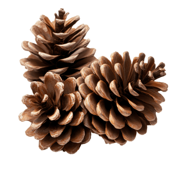 Natural pine cones isolated on a transparent background showcasing their intricate textures and unique shapes, pine cones isolated on transparent backgroundfile png