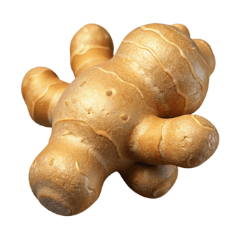 elegant minimalist Ginger Root Cutout with Rough Texture exclusive png