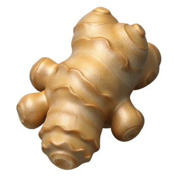 stunning contemporary Ginger Root Isolated authentic png