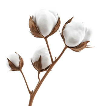 Dried Cotton Plant Branch Transparent Background png