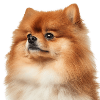 This charming Pomeranian Spitz dog poses gracefully with its fluffy, vibrant coat, Pomeranian Spitz dog. Portrait on transparent background png