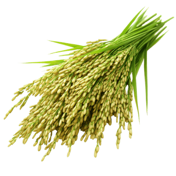 Macro view of paddy rice plant with grains on a transparent background showcasing natural agricultural beauty, macro paddy rice on transparent background png