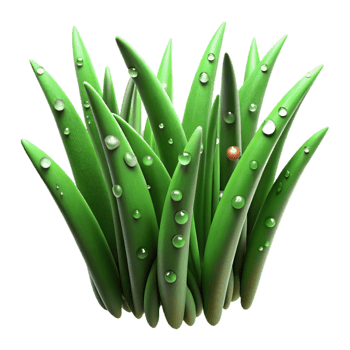 stunning contemporary Green Grass Blades Dew Drops Isolated Element original png
