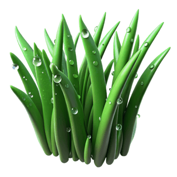 vibrant contemporary Green Grass Blades Dew Drops Isolated Element detailed png