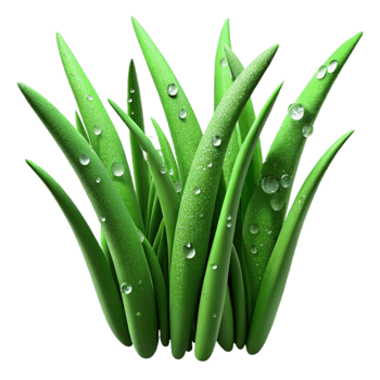 extraordinary artistic Green Grass Blades Dew Drops Isolated Element professional png