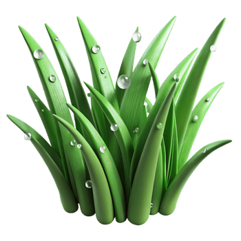 magnificent vintage Green Grass Blades Dew Drops Isolated Element genuine png