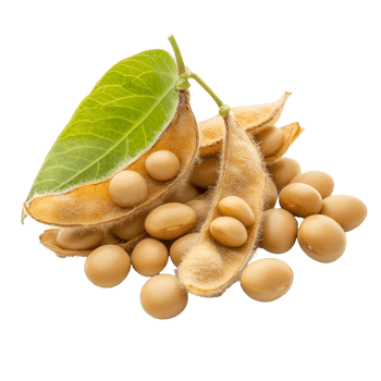 Soybean seeds and pods with leaf on a clean transparent background, showcasing agricultural produce in natural setting, Soy beans seeds isolated on transparent background png
