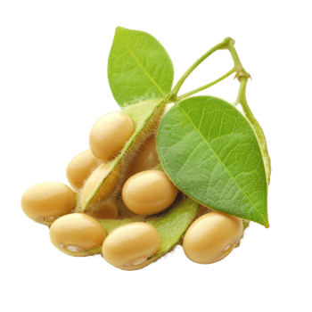 Fresh soybeans with green leaves isolated on a transparent background for culinary and agricultural use, Heap of soybeans isolated on transparent background Clipping path included png