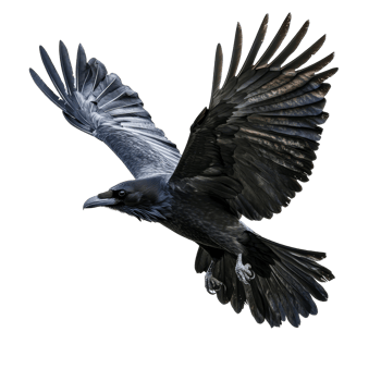 A raven soaring gracefully through the air against a transparent background, showcasing its majestic wingspan, flying raven, file of isolated object on transparent background png