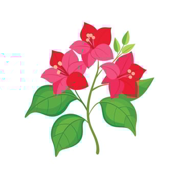 Charming Bougainvillea Floral Artwork vector
