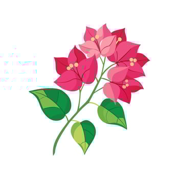 Charming Bougainvillea Flower Illustration vector