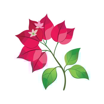 Charming Bougainvillea Floral Illustration vector