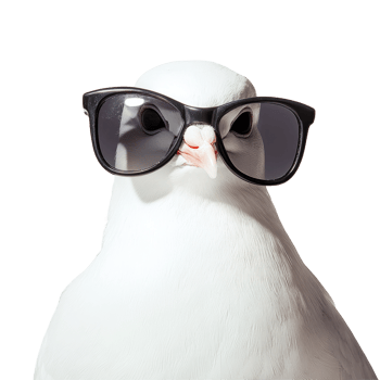 Dove with sunglasses poses confidently against a clean transparent background capturing a fun and stylish moment, Dove wearing sunglasses transparent background png