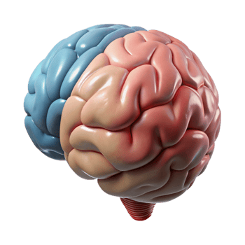 serene traditional Human Brain Side View Isolated premium png