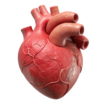 elegant classic Human Heart Anatomical Model Transparent Background Cutout detailed png