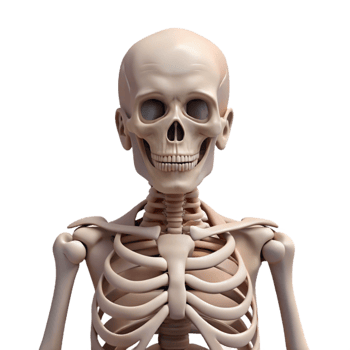 stunning minimalist Human Skeleton Front View Isolated high quality png