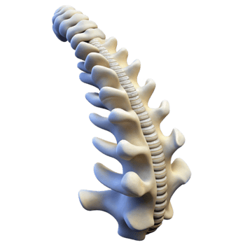 beautiful abstract Human Spine Flexible Posture White Isolated detailed png