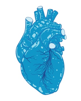 Detailed blue heart anatomy illustration, symbolizing medical, healthcare, and cardiology themes in design vector
