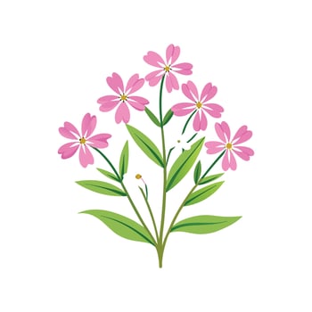 Stylish Creeping Phlox Plant Illustration vector