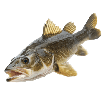 Freshly caught cod fish isolated on a transparent background, showcasing its natural details and colors in vivid clarity, Cod Fish Isolated on transparent background png
