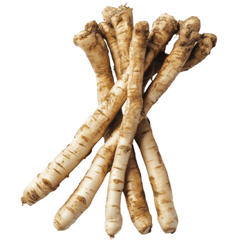Discovering the unique qualities of Kaempfer finger root Krachai from Thailand during a kitchen preparation session, Kaempfer finger root Krachai Thai herbisolated on transparent background png