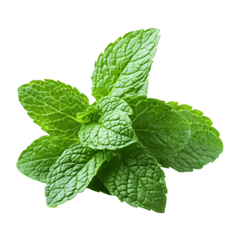 Fresh mint leaves isolated on a clean transparent background perfect for culinary use or herbal tea preparation, Fresh mint leaves isolated png