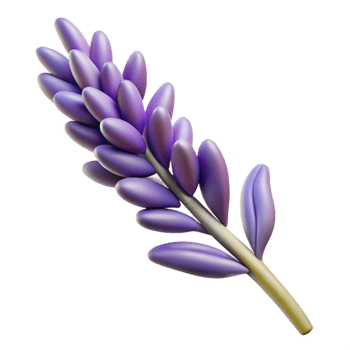 beautiful minimalist Lavender Sprig Close Up Isolated Element 4K png