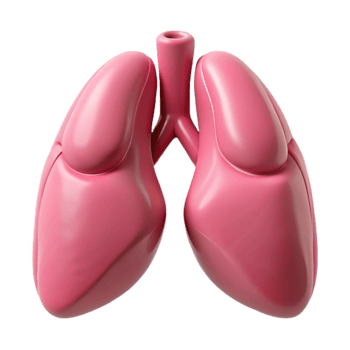 wonderful classic Lungs Healthy Pink Inflated Transparent Background premium png