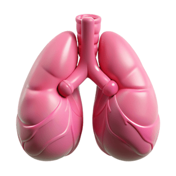 extraordinary minimalist Lungs Healthy Pink Inflated Transparent Background authentic png