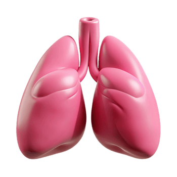 wonderful modern Lungs Healthy Pink Inflated Transparent Background detailed png